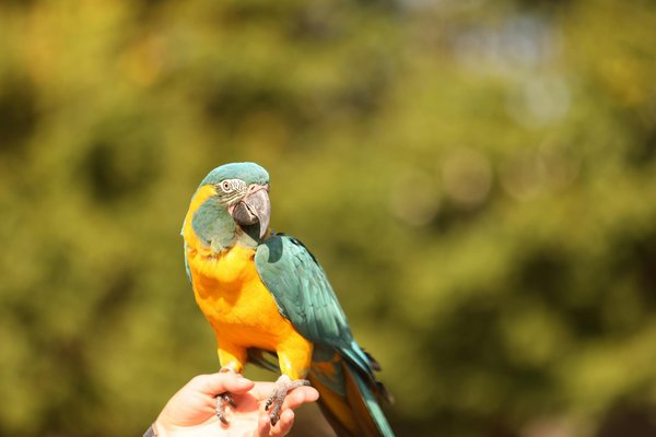 Comment les réseaux sociaux transforment-ils notre perception des animaux ?