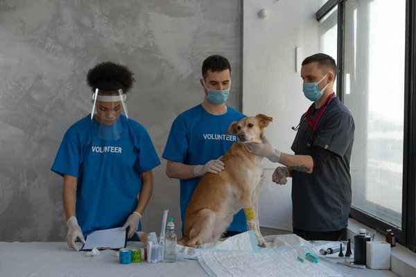 Comment bien choisir les soins vétérinaires pour votre chien